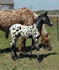 Majestic Half Friesian, Half Appaloosa Foal